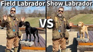 English vs. Field Labrador Retriever | Which One Is Right For You? Episode 1