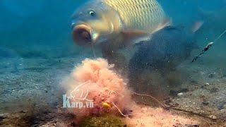 Lý Do Tại Sao Cá Ăn Vẫn Móm | Cá Chép Ăn Mồi Dưới Nước Cực Kì Khôn | Underwater Carp Fishing