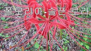 [시골풍경 숙면채널] 색소폰/ 폴모리아/슬픈 로라/꽃무릇(석산)