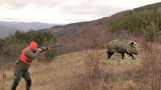 Hunting Serbia - Wild boar hunting | Lov divlje svinje planina Kukavica Vranje | Caccia ai cinghiali