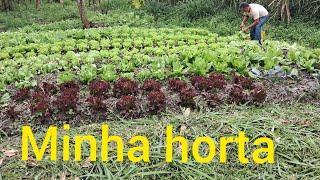 Carpindo e colhendo as primeiras verduras na horta da roça.