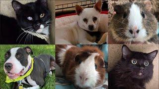 These animals need homes, and they're available for adoption in Sacramento