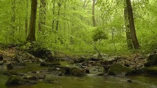 [힐링 명상 음악] 마음이 편안해지고 스트레스 줄여주는 숲 속 영상과 음악/ healing, relaxing music