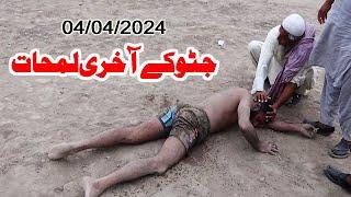 New Kabaddi Match 2024 | Javed Iqbal jatto Vs Achoo 302 In Khanewal 04 April 2024