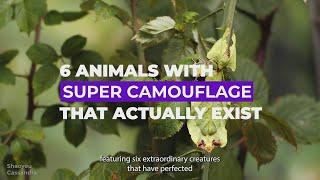 6 Animals with super camouflage that actually exist