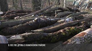 В лес по дрова в Каменском районе