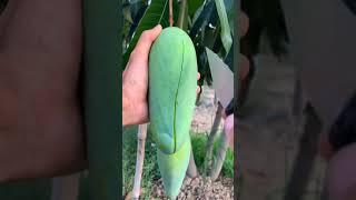  How To Cut Tasty Mango On My Farm ASMR | Fresh Fruit Cutting In My Farm