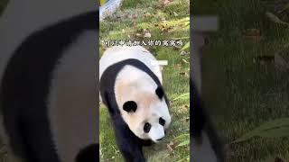 盟盟：天冷了 可以申请加入你的窝窝嘛～#大熊猫华盟盟