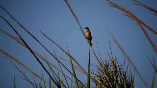 Reed warbler - Acrocephalus scirpaceus