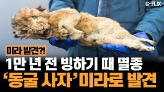 시베리아서 '발톱·수염 그대로'인 새끼 사자 미라 발견!?