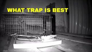 WHY IS THIS THE BEST RAT TRAP OF ALL?