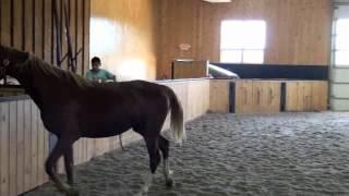 In The Clover X Royal Return
