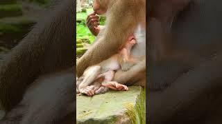 Luna's Gentle Touch: A Mother's Love for Her Son #73 #short #Cute #cutemonkey#monkey#monkeybehaviors