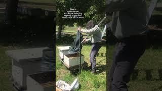 How to catch a swarm in a tree using a plastic bag