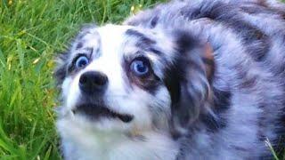 Australian Shepherd — Adorable And Hilarious Videos And Tik Toks Compilation