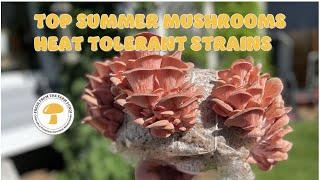 TOP 5 SUMMER MUSHROOMS: HEAT TOLERANT VARIETIES