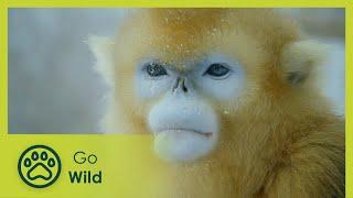 Southwest China - China’s Secret Garden - Wildest Indochina 5/5 - Go Wild