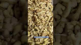 Máy Rửa Nông Sản TECH GARDEN, LH: 0935911775( Trần Trinh)