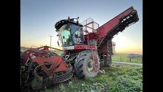 Sugar Beet harvesting, carting and clamping. Like silaging only with roots! | Farming for food