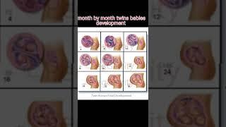 month by month twins babies development