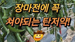 장마전에 꼭 치면 좋은 탄저병약 소개#에이아이칼탄,치타  등등 작황 검토