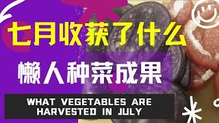 7月收获了什么~懒人种菜