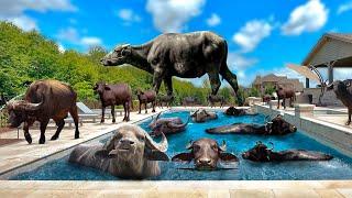 Amazing Water Buffalo Farming - Modern Livestock Factory Technology - Milk Production - Buffalo Farm