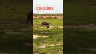 Como carrera de Chigüire, la serie | Capítulo 9/10  #colombia #capibara #colombia  #caballos