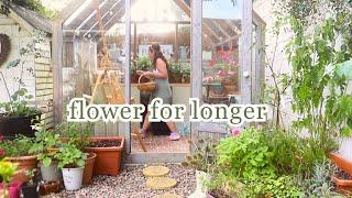 My Secret For Extending Your Cottage Garden's Flowers 