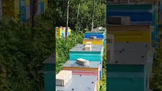 Что с пчелами? едем на пасеку!#дача#отдых#лето #пчелы#пасека Д&Т#мед#многозабот