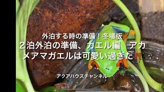 外泊の準備！２泊外泊する場合、カエル編。アカメアマガエルが可愛い！