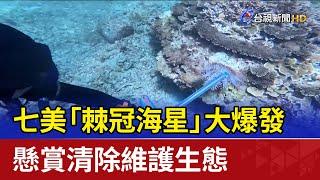 七美「棘冠海星」大爆發 懸賞清除維護生態
