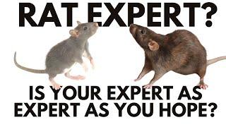 Solving 6 houses rat infestation problems in one day!