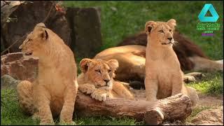 Wild Animal Lifes / የዱር እንስሳ አኗኗር / Any Media