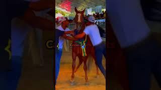 Edit Cavalo Mangalarga Marchador ️‍🩹, #vaiprofycaramba #cavalos #foryou