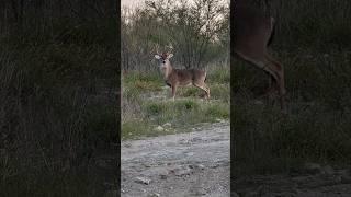 Big Ole Boy | Whitetail Buck