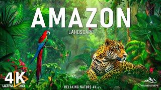 Amazon 4K - The World’s Largest Tropical Rainforest | Amazon Rainforest | Relaxation Film