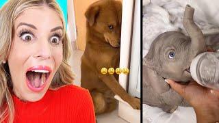 The CUTEST Animals On Tik Tok