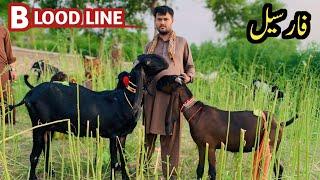 Pure Beetal Blood Line Goats || Goat for sale in pakistan || Baby Goat for sale || Goats For Sale