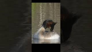 Great Grebe cleans its feathers.  #shots #birds #wildlife