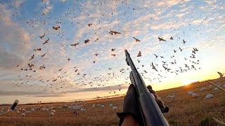 INSANE 250 Bird 5-MAN Limit Goose Hunt! (WE SHOT A BAND)