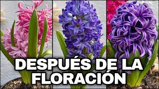 JACINTO Que Hacer DESPUÉS De La HERMOSA FLORACIÓN De JACINTOS (Hyacinthus)