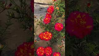 Wow most beautiful portulaca moss rose #garden #handmadeplanter #gardenflower #portulacaflower