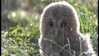 @DavidCobham presents 'FIVE OWL FARM' - COMPLETE #MOVIE