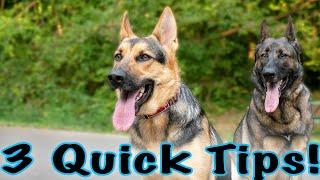 3 Quick Training Tips for German Shepherds!