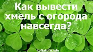 Как вывести хмель с огорода навсегда?