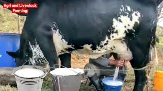 Highly Milking Biggest Udder Girlando Cow Breed 127 Litters Milk per day world Record | Gir Cow