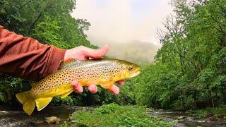 Fly Fishing North Carolina | Magical Mountain Stream |