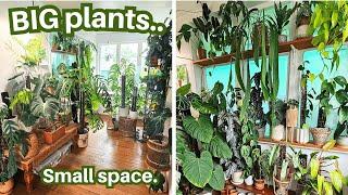 Plant Room Tour ~ Lots of plants, little space.