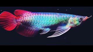 Best Top 10 Royal Grade Arowana Fish | Arowana Fish with Royal Colors - The Dragon Fish